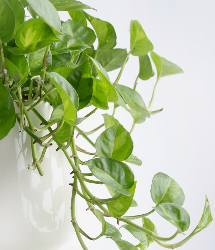 Pothos Global Green