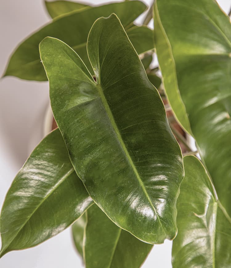 Burle Marx Philodendron